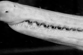 Video Bạch ngư Sấu hỏa tiễn của dân chơi Hà thành