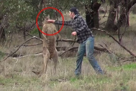 Video nhân viên vườn thú đánh nhau với kangaroo gây "sốt"