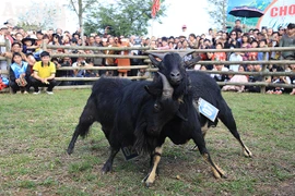 Độc đáo, hài hước lễ hội chọi Dê