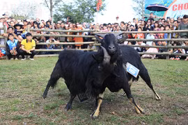 Độc đáo, hài hước lễ hội chọi Dê