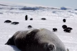 Trung Quốc “theo chân” Nga ngăn chặn “giấc mơ” bảo tồn biển Nam Cực