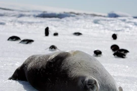 Trung Quốc “theo chân” Nga ngăn chặn “giấc mơ” bảo tồn biển Nam Cực