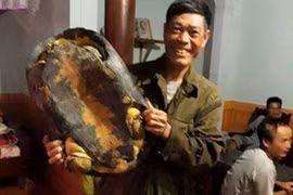 Người dân bắt được rùa "khủng" nặng 16kg