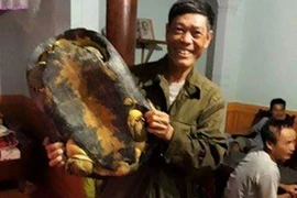 Người dân bắt được rùa "khủng" nặng 16kg
