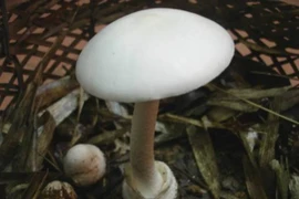 Cả gia đình thuê trực thăng đi bệnh viện cấp cứu vì ngộ độc nấm