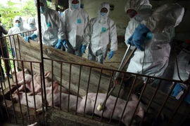 578 cơ sở giết mổ động vật chưa có phép, Chủ tịch Hà Nội chỉ đạo "nóng"