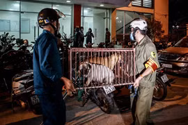 Hà Nội: Xử lý triệt để tình trạng chó thả rông ở các quận, huyện