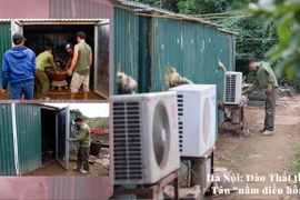 Cận cảnh những cây đào thất thốn "nằm điều hòa" chờ ra hoa ngày Tết ở Hà Nội