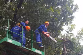Hà Nội ủy quyền cấp phép chặt hạ, di chuyển cây xanh cho cấp huyện