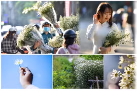 Xao xuyến hình ảnh thiếu nữ Hà Thành bên cúc họa mi gọi Đông về trên phố