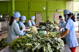 Hà Nội sẽ kiểm nghiệm trung bình 1.000 mẫu rau điển hình mỗi năm