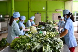 Hà Nội sẽ kiểm nghiệm trung bình 1.000 mẫu rau điển hình mỗi năm