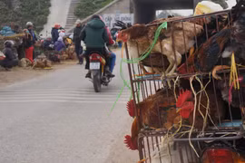 Hà Nội yêu cầu ngăn chặn, xử lý nghiêm việc vận chuyển trái phép gia cầm từ các tỉnh biên giới về