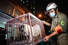 Hà Nội: Phải tiêm phòng bệnh dại cho trên 90% tổng đàn chó, mèo