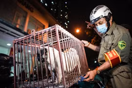 Hà Nội: Phải tiêm phòng bệnh dại cho trên 90% tổng đàn chó, mèo