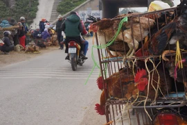 Giám sát chặt chẽ việc tập kết, buôn bán động vật để phòng dịch