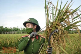 [Video] Khúc ca da diết của nữ Công an Thủ đô giúp dân khu phong tỏa gặt lúa lúc hoàng hôn