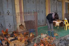 Hà Nội xử lý nghiêm các đơn vị chậm báo cáo làm lây lan dịch bệnh gia súc, gia cầm