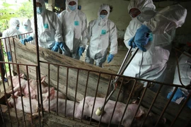 Chủ tịch Hà Nội chỉ đạo "nóng" ngăn dịch tả lợn châu Phi lan rộng