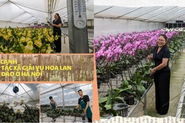 Cận cảnh nơi trồng hoa lan bằng công nghệ cao độc đáo ở Hà Nội