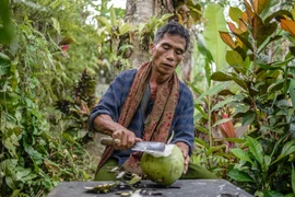 Sinh viên Bali, Indonesia nộp học phí bằng... dừa vì đại dịch Covid-19
