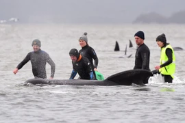 Australia chạy đua cứu hơn 450 con cá voi mắc cạn