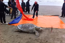 Phát hiện xác đồi mồi nặng 100kg người dân tổ chức mai táng