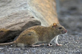 Mẹ tuổi teen lo tiệc tùng, bỏ mặc con bị chuột cắn đến chết