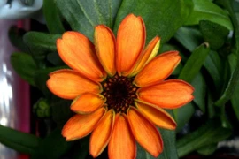 NASA công bố hình ảnh bông hoa đầu tiên nở trên trạm vũ trụ ISS