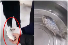 Kinh ngạc cá đông cứng trong tủ lạnh vẫn bơi lội tung tăng