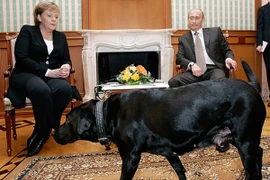Tổng thống Putin bác bỏ tin đồn mang chó "dọa" Thủ tướng Đức Angela Merkel
