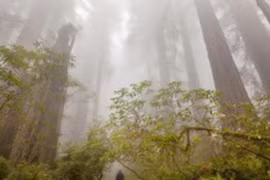 Cây cối có thể “nổi giận” vì trái đất nóng lên