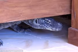 Rồng Komodo khổng lồ ẩn nấp trong khách sạn