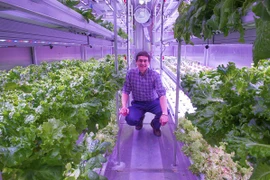 Phương pháp trồng rau hữu hiệu ở vùng khí hậu khắc nghiệt