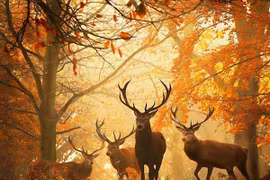 Trái đất đang bước vào “kỷ nguyên tuyệt chủng mới”