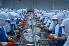 Quyết bảo vệ con tôm Việt Nam