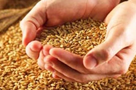 Kiến nghị hỗ trợ 900 tấn hạt lúa giống