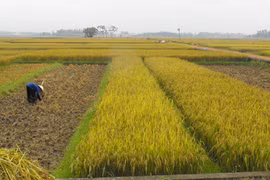 Về ngang mùa gặt