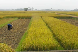 Về ngang mùa gặt