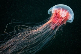 Trung Quốc triệt phá ổ sản xuất 10 tấn sứa giả