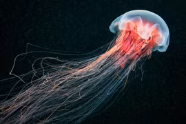 Trung Quốc triệt phá ổ sản xuất 10 tấn sứa giả