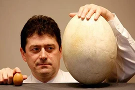 Quả trứng “khủng” được định giá gần một tỷ đồng