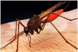 Xét nghiệm mới phát hiện sốt rét kháng thuốc