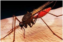 Xét nghiệm mới phát hiện sốt rét kháng thuốc