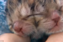 Chú mèo hai mặt cực hiếm mới sinh ra ở Mỹ