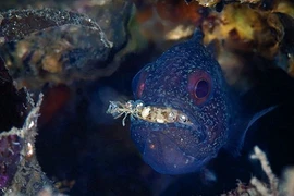 Xem ảnh loài cá đực ấp trứng con trong miệng vài tuần