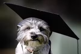 Trường đại học trao bằng Thạc sỹ cho chó?