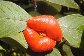 Kỳ lạ loài hoa giống hệt môi người