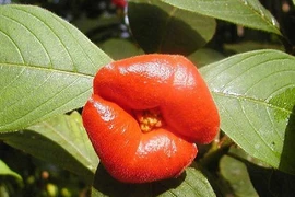 Kỳ lạ loài hoa giống hệt môi người