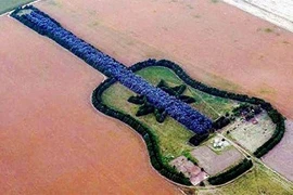 Trồng cây thành hình chiếc đàn ghi ta để tưởng nhớ vợ